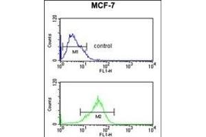 PRPF19 Antibody (N-term) (ABIN651064 and ABIN2840055) flow cytometric analysis of MCF-7 cells (bottom histogram) compared to a negative control cell (top histogram). (PRP19 Antikörper  (N-Term))