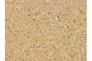 RPL8 Mouse Monoclonal Antibody at 1/100 staining human normal liver tissue by IHC-P. (RPL8 Antikörper)