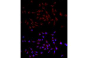 Immunofluorescence (IF) image for anti-Golgin A2 (GOLGA2) (AA 20-300) antibody (ABIN6141264)