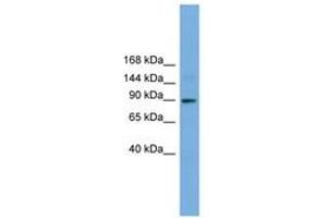 Image no. 1 for anti-Tetratricopeptide Repeat Domain 27 (TTC27) (AA 251-300) antibody (ABIN6745624) (TTC27 Antikörper  (AA 251-300))
