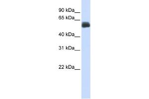 WB Suggested Anti-CEP55 Antibody Titration:  0. (CEP55 Antikörper  (Middle Region))