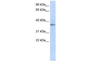 OR10X1 antibody used at 1 ug/ml to detect target protein. (OR10X1 Antikörper  (Middle Region))