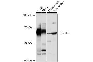 Western blot analysis of extracts of various cell lines, using REPIN1 Rabbit pAb (ABIN7269914) at 1:1000 dilution. (REPIN1 Antikörper)