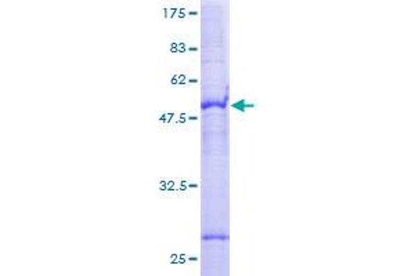 SLC35A2 Protein (AA 1-242) (GST tag)