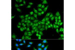 Immunofluorescence analysis of MCF-7 cells using DAO Polyclonal Antibody (D Amino Acid Oxidase Antikörper)