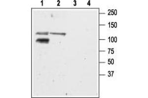 Western blot analysis of mouse (lanes 1 and 3) and rat (lanes 2 and 4) brain membranes: - 1,2. (GRIK2 Antikörper  (C-Term, Intracellular))