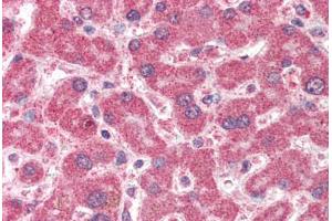 Human Liver (formalin-fixed, paraffin-embedded) stained with IFT74 antibody ABIN337022 at 5 ug/ml followed by biotinylated anti-goat IgG secondary antibody ABIN481715, alkaline phosphatase-streptavidin and chromogen. (IFT74 Antikörper  (AA 588-600))
