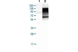 Western Blot (Cell lysate) analysis of Lane 1: Negative control (vector only transfected HEK293T lysate), Lane 2: Over-expression lysate (Co-expressed with a C-terminal myc-DDK tag (~3.