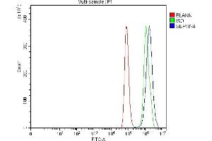 Flow Cytometry analysis of Hela cells using anti-SEPT4/SEPTIN4 antibody (ABIN7600345). (Septin 4 Antikörper  (AA 18-451))
