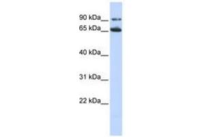 Image no. 1 for anti-Frizzled Family Receptor 10 (FZD10) (AA 36-85) antibody (ABIN6740723) (FZD10 Antikörper  (AA 36-85))