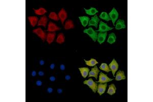 ABIN7095948 and ABIN7100010 staining HepG2 cells by IF/ICC. (MZB1 Antikörper)