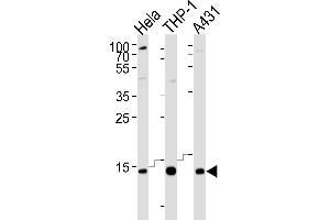 Western blot analysis of lysates from Hela, THP-1, A431 cell line (from left to right), using VP8 Antibody (N-term) 8440a. (VAMP8 Antikörper  (N-Term))