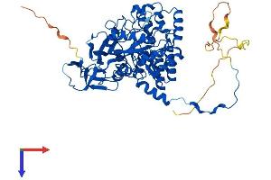 CRMP1 Protein (AA 1-572) (His tag)