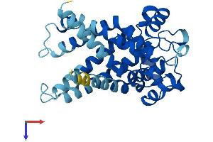 SLC25A5 Protein (AA 1-298) (His tag)
