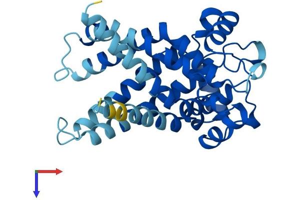 SLC25A5 Protein (AA 1-298) (His tag)