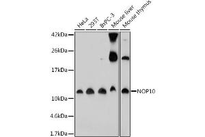 Western blot analysis of extracts of various cell lines, using NOP10 antibody (ABIN7268954) at 1:1000 dilution. (Nop10 Antikörper)