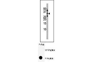 Image no. 1 for anti-Cyclin-Dependent Kinase 1 (CDK1) (pSer39) antibody (ABIN358104) (CDK1 Antikörper  (pSer39))