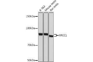 Western blot analysis of extracts of various cell lines, using XRCC1 Rabbit mAb (ABIN1682933, ABIN3018593, ABIN3018594 and ABIN7101631) at 1:1000 dilution. (XRCC1 Antikörper)