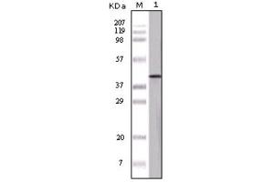 Western Blotting (WB) image for anti-Ovalbumin (OVA) antibody (ABIN1844621) (Ovalbumin Antikörper)
