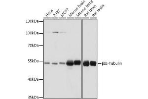 Western blot analysis of extracts of various cell lines, using βIII-Tubulin/β3-Tubulin antibody (ABIN7271048) at 1:1000 dilution. (TUBB3 Antikörper)