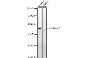 Western blot analysis of extracts of various cell lines, using Perilipin-2 antibody (ABIN7269220) at 1:1000 dilution. (ADRP Antikörper)