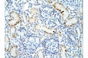 Image no. 1 for anti-DAZ Associated Protein 1 (DAZAP1) (C-Term) antibody (ABIN6736222) (DAZAP1 Antikörper  (C-Term))