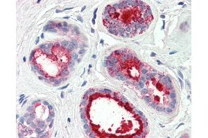 Anti-PIP / GCDFP15 antibody IHC of human breast. (PIP Antikörper  (AA 24-34))
