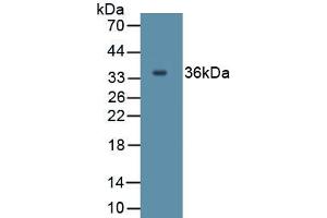 Detection of Recombinant IL27, Human using Polyclonal Antibody to Interleukin 27A (IL27A) (IL27 Antikörper  (AA 1-173))