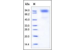 SDS-PAGE (SDS) image for Colony Stimulating Factor 3 Receptor (Granulocyte) (CSF3R) (AA 25-621) protein (His tag) (ABIN2181144) (CSF3R Protein (AA 25-621) (His tag))