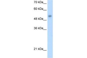 Western Blotting (WB) image for anti-One Cut Homeobox 3 (ONECUT3) antibody (ABIN2460968)
