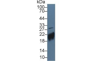Western Blot; Sample: Human JAR cell lysate; ;Primary Ab: 5µg/ml Rabbit Anti-Human CGb Antibody;Second Ab: 0.