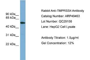 WB Suggested Anti-TMPRSS4  Antibody Titration: 0.