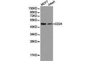 Western Blotting (WB) image for anti-CD24 Molecule (CD24) antibody (ABIN1871597) (CD24 Antikörper)