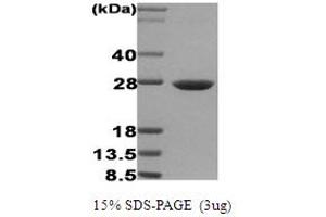 SDS-PAGE (SDS) image for Heat Shock 27kDa Protein 1 (HSPB1) protein (ABIN666689) (HSP27 Protein)