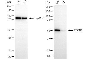Western blotting analysis using FSCN1 antibody (ABIN7798578).
