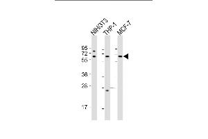 All lanes : Anti-RELA Antibody (N-term) at 1:2000 dilution Lane 1: NIH/3T3 whole cell lysate Lane 2: THP-1 whole cell lysate Lane 3: MCF-7 whole cell lysate Lysates/proteins at 20 μg per lane. (NF-kB p65 Antikörper  (N-Term))