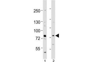 Western blot testing of Melk antibody at 1:1000 dilution. (MELK Antikörper  (AA 381-415))
