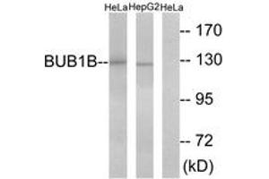 Western blot analysis of extracts from HeLa/HepG2 cells, treated with H2O2 100uM 30', using BUB1B Antibody. (BUB1B Antikörper  (AA 341-390))