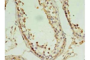 Immunohistochemistry of paraffin-embedded human testis tissue using ABIN7162851 at dilution of 1:100 (PIN1 Antikörper  (AA 1-163))