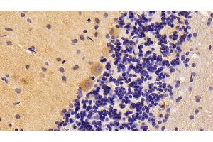 Detection of BMP2 in Rat Cerebellum Tissue using Polyclonal Antibody to Bone Morphogenetic Protein 2 (BMP2) (BMP2 Antikörper  (AA 49-243))