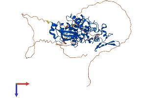 DYRK2 Protein (AA 1-599) (His tag)