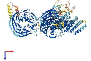 AlphaFold protein structure predicition of Human Recombinant WDR11 Protein, UniprotID Q9BZH6