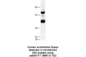 Image no. 1 for anti-Lipase, Endothelial (LIPG) (N-Term) antibody (ABIN363426) (LIPG Antikörper  (N-Term))