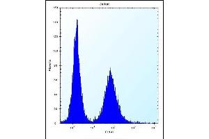 RPL11 Antibody (N-term) (ABIN656287 and ABIN2845596) flow cytometric analysis of Jurkat cells (right histogram) compared to a negative control cell (left histogram).