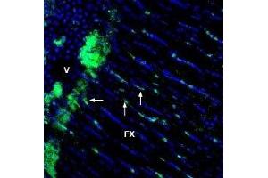 Expression of GPR65 in rat fornix - Immunohistochemical staining of immersion-fixed, free floating rat frozen brain sections using Anti-GPR65 (TDAG8) (extracellular) Antibody (ABIN7043167, ABIN7044427 and ABIN7044428), (1:1200), followed by goat-anti-rabbit-AlexaFluor-488. (GPR65 Antikörper  (Extracellular))