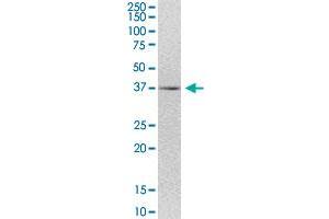 FLJ22167 MaxPab polyclonal antibody. (FLJ22167 (AA 1-316) Antikörper)