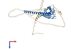 TSPY-Like 4 (TSPYL4) (AA 1-406) protein (His tag)