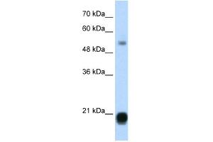 CBX3 antibody (20R-1095) used at 0. (CBX3 Antikörper  (Middle Region))