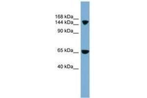 Image no. 1 for anti-Electrogenic Sodium Bicarbonate Cotransporter 4 (NBC4) (AA 899-948) antibody (ABIN6743226) (NBC4 Antikörper  (AA 899-948))
