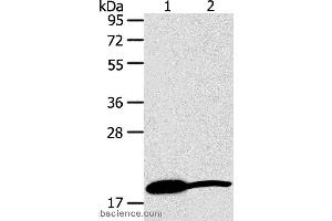 Western blot analysis of Mouse heart and liver tissue, using GDF2 Polyclonal Antibody at dilution of 1:200 (GDF2 Antikörper)